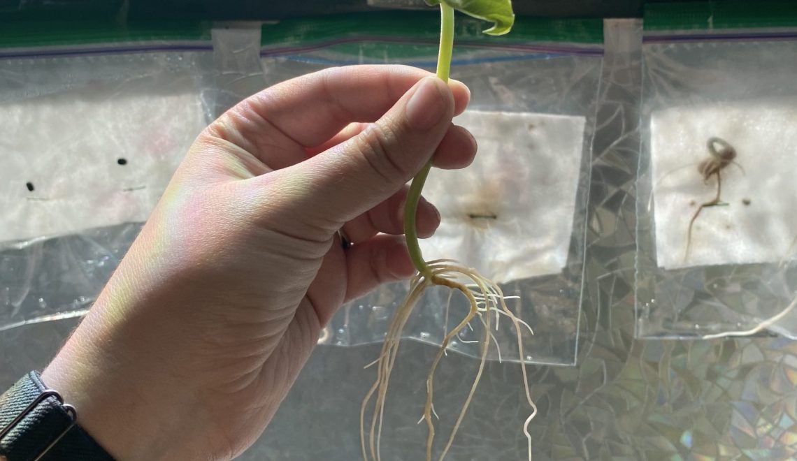 hand holding bean seedling in front of a window with other seedlings